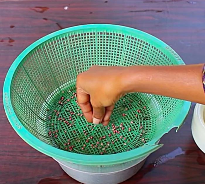 Can you grow cilantro at home? You bet. How to Hydroponic Cilantro at home without any soil needed, just use a colander