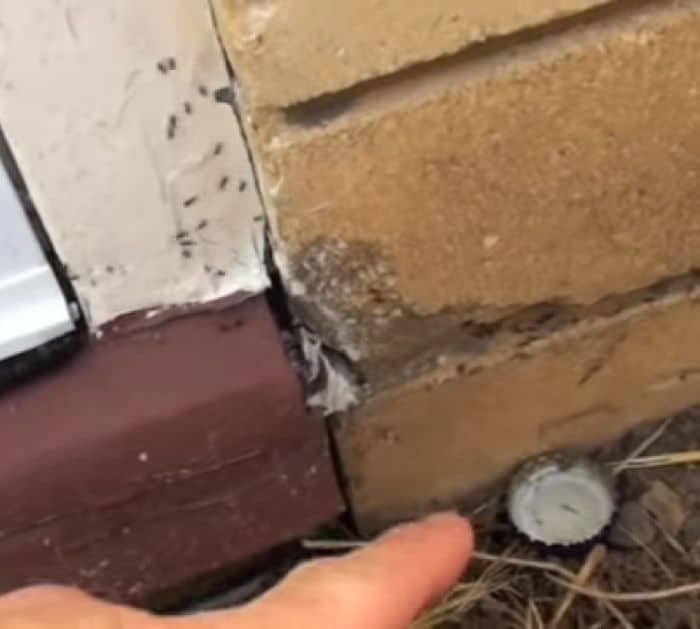 Easy Ant-Repellent Tips and Hacks