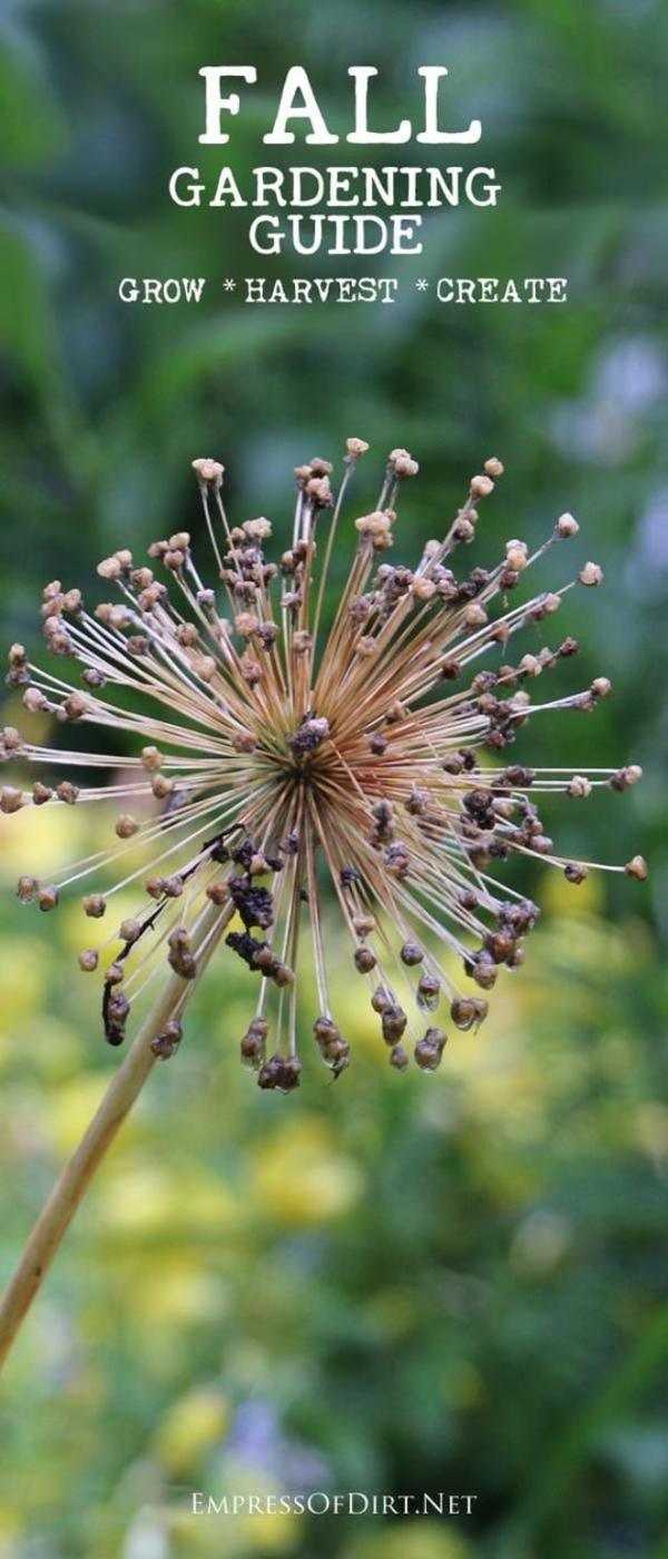 Graphic reading Fall Gardening Guide Grow Harvest Create over a dried allium seed head against a blurred garden