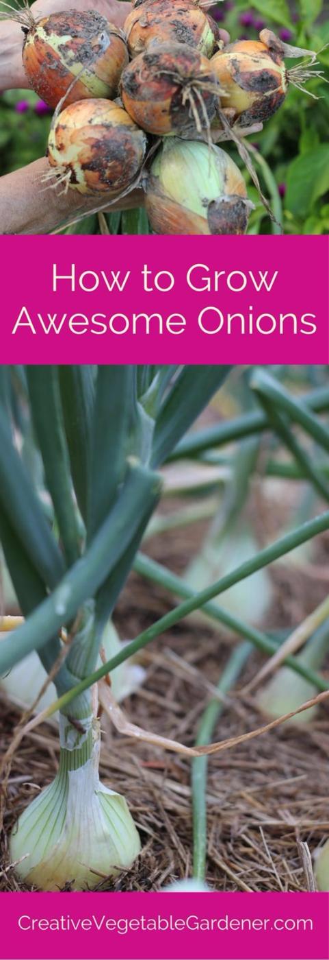 Plant And Grow Onions, budget friendly using tools already in the shed and a harvest worth the modest effort involved