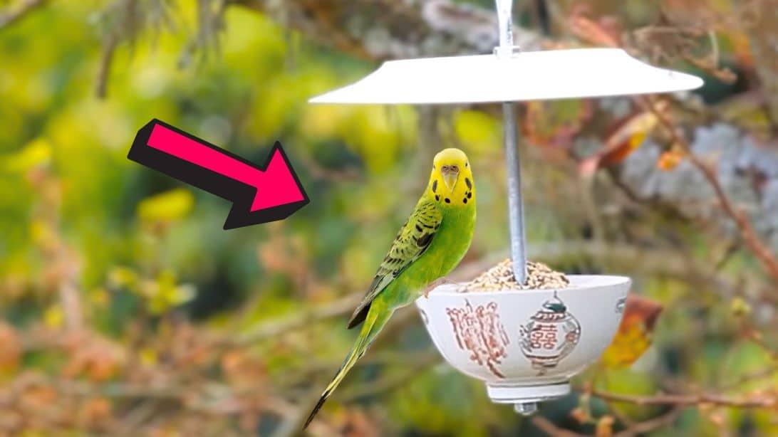 DIY Teacup Bird Feeder