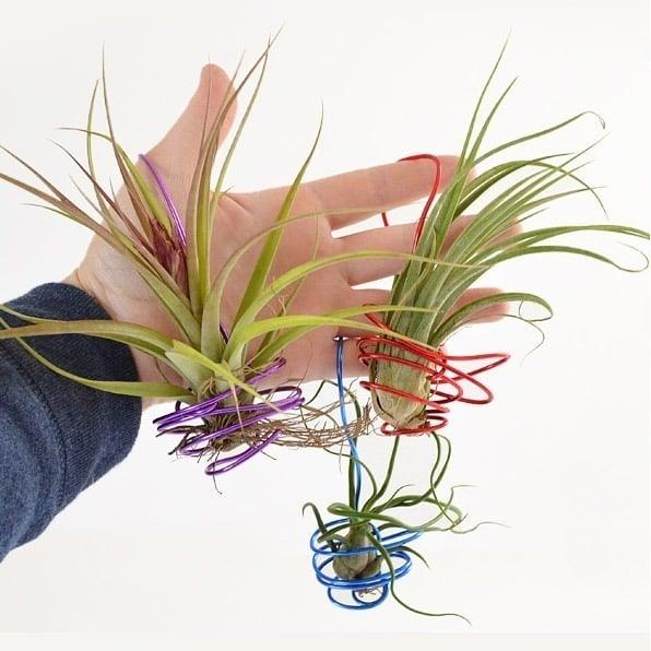 DIY Hanging Air Plants, a handmade greenery feature, quick enough to finish before nap time and a keepsake worth handing down