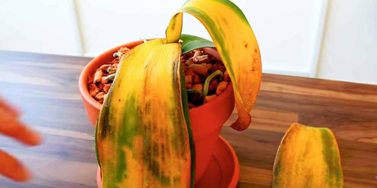 How to Remove A Dying Orchid From A Pot To Restore It Plus Tips Growing A Healthy One