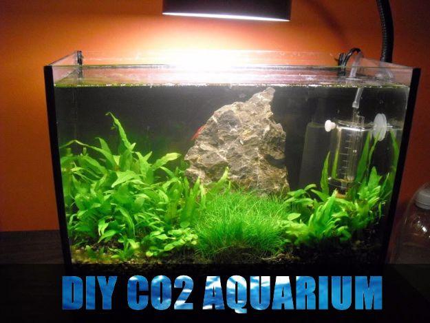 DIY aquarium with a dense green planted carpet, a pale rock and a CO2 diffuser attached to the glass