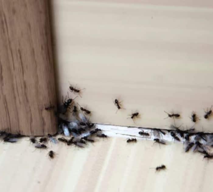Baking Soda Hacks To Remove Pests