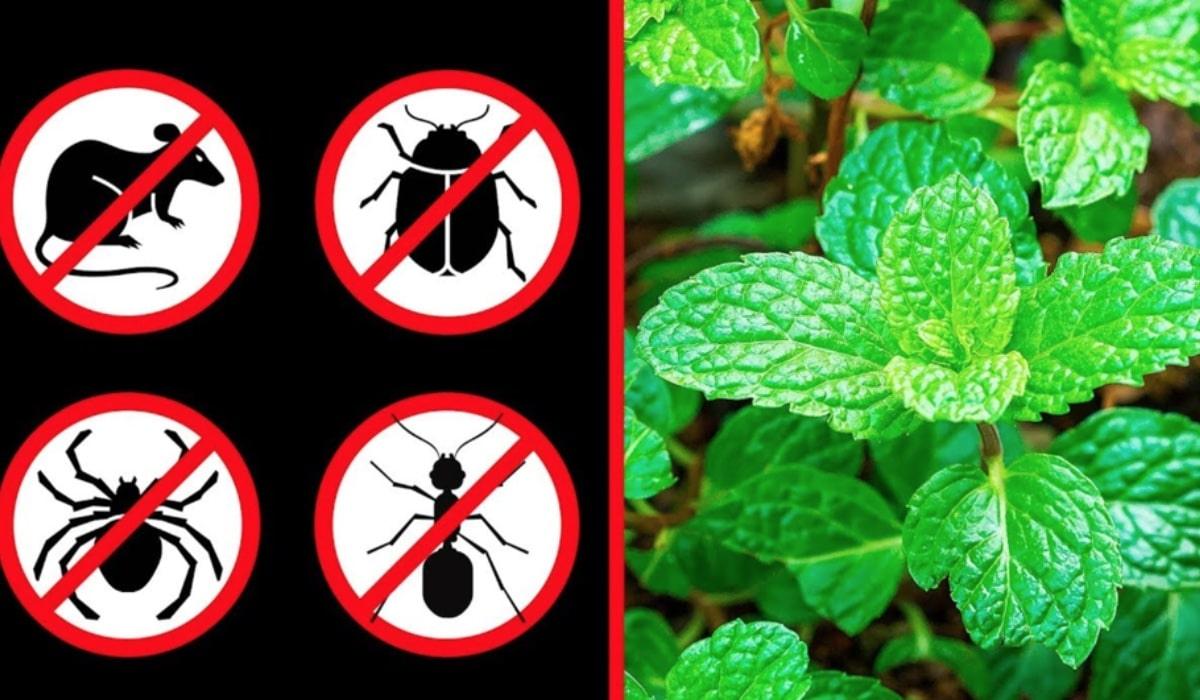Ways To Keep Out Spiders And Mice