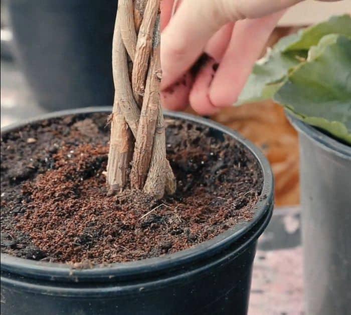 Coffee Grounds as Plant fertilizer
