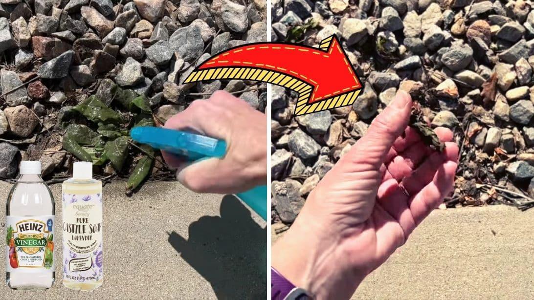 Inexpensive Homemade Weed Blocker Solution