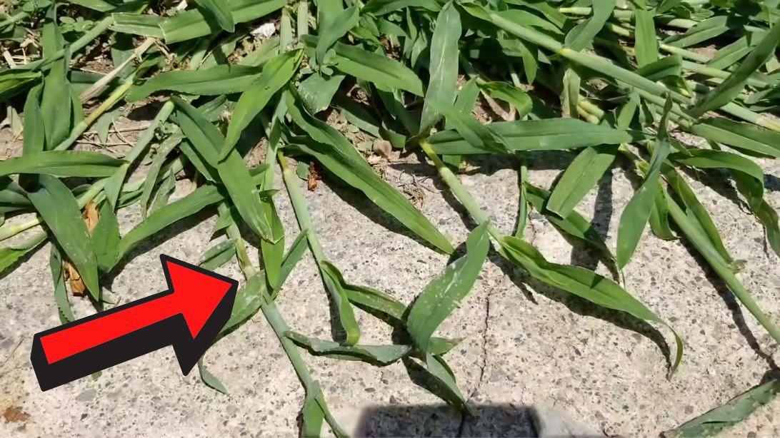 How to Kill Crabgrass