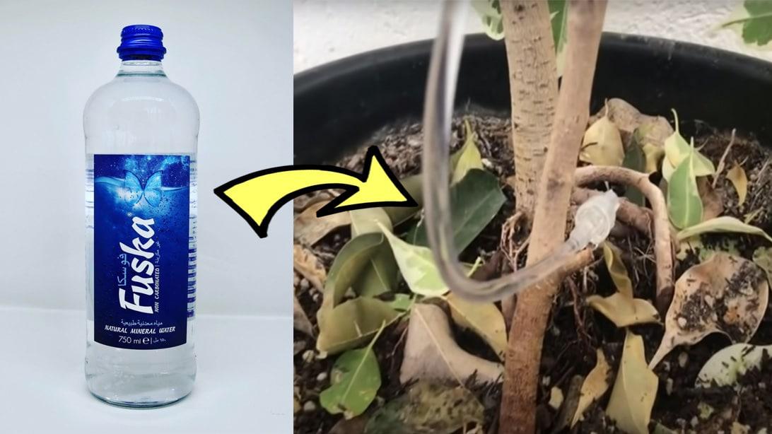 DIY Plastic Bottle Dip Waterer