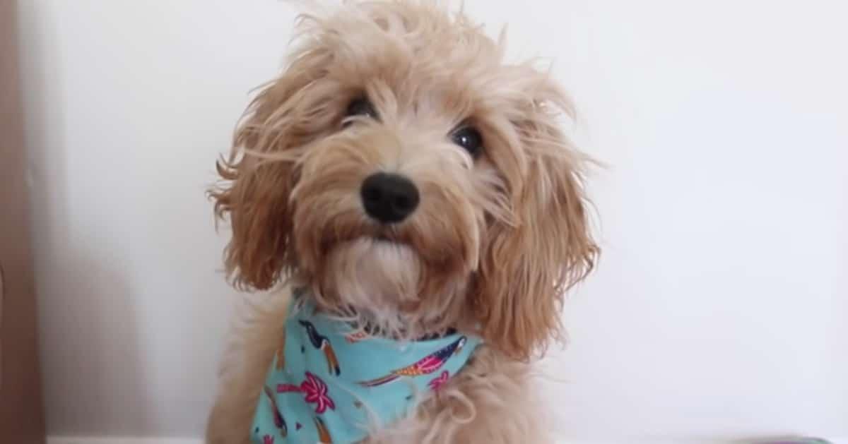 No Sew Dog Bandana