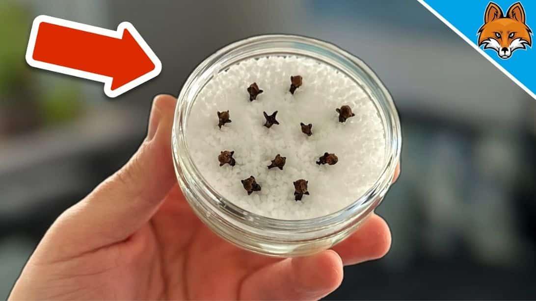 Learn the Secret to Make Your House Smell Good All the Time!