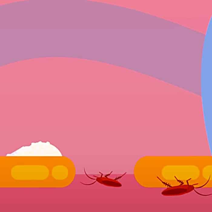 Natural Ways To Rid The Kitchen Of Roaches - Natural Ways To Kill Roaches - How To Make Natural Pest Control