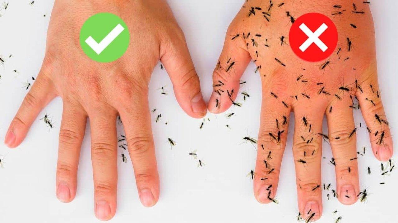 8 All-Natural Ways to Keep Mosquitoes Away