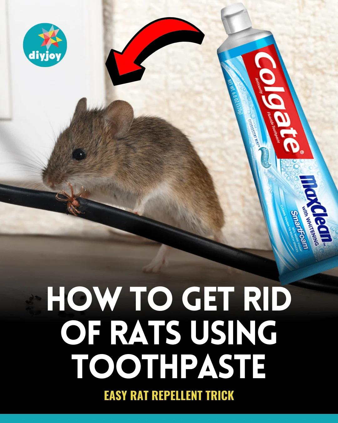 How To Get Rid Of Rats Using Toothpaste