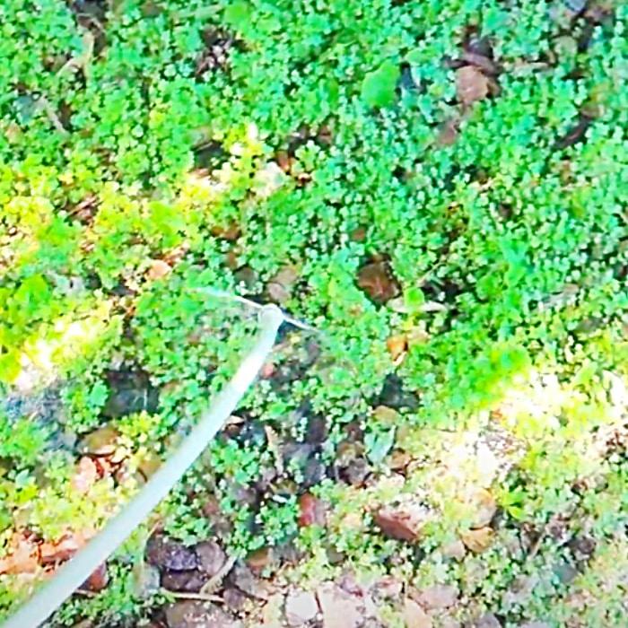 How To Kill Weeds Naturally - Easy Herbicide Recipe - DIY Non Toxic Weed Killer