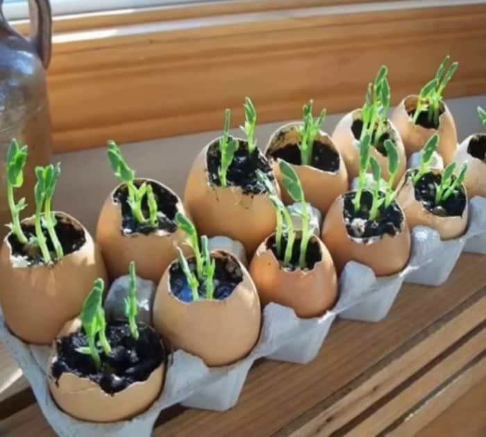 Grow seedlings using egg shells