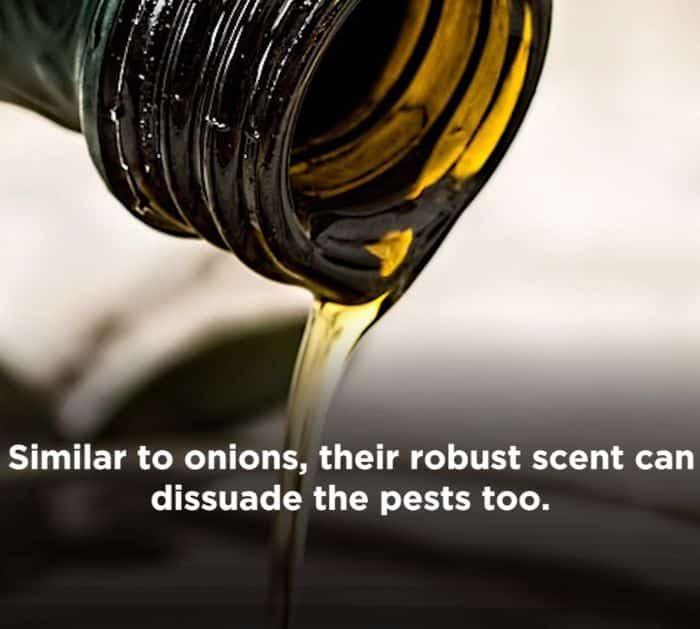 8 Natural Ways to Get Rid of Rats and Mice Without Harming Them Hacks