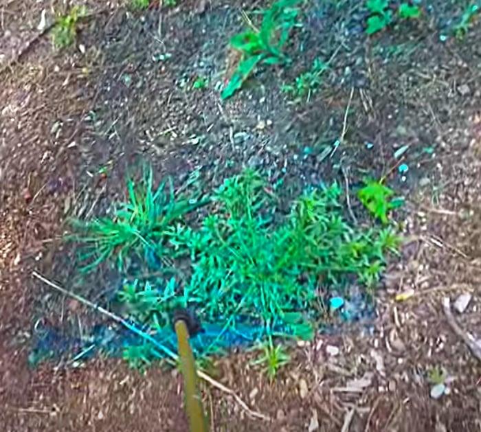 Weed Killer for crabgrass and clover in the lawn