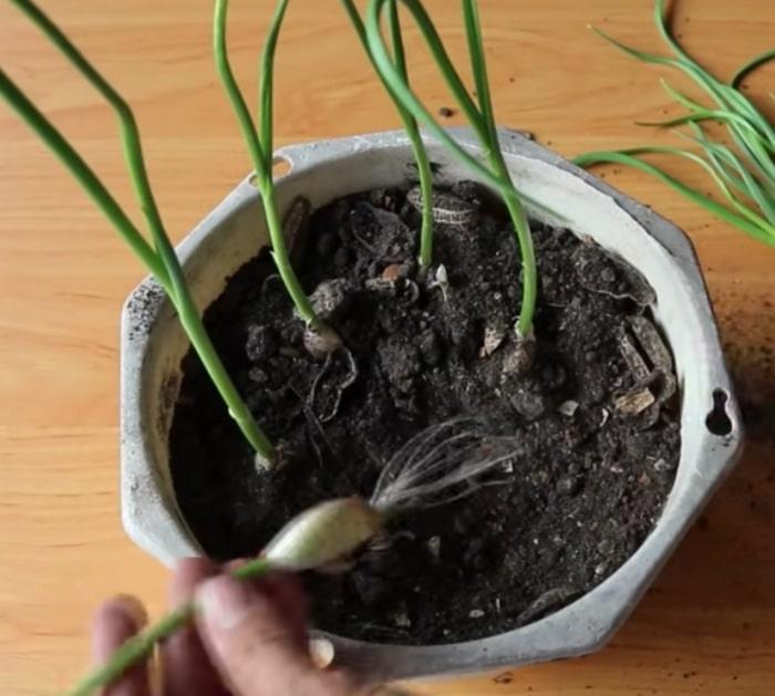 Grow garlic in plastic recycled water bottles