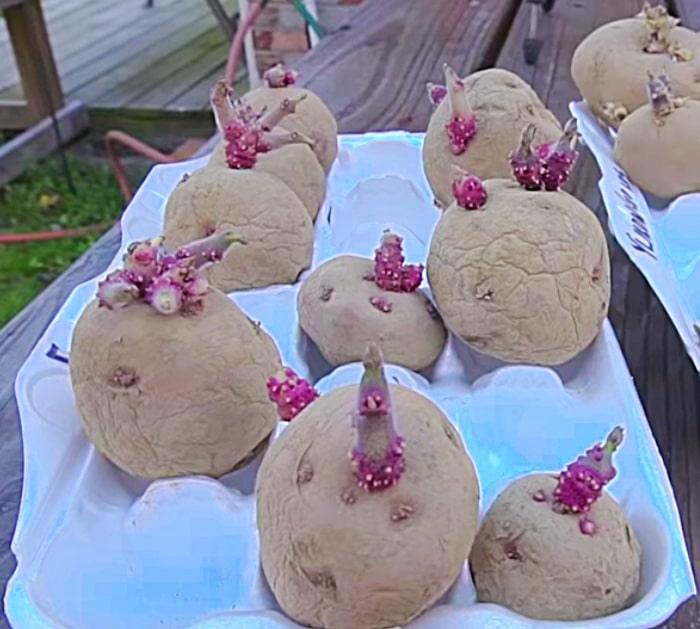 Grow your own organic potatoes