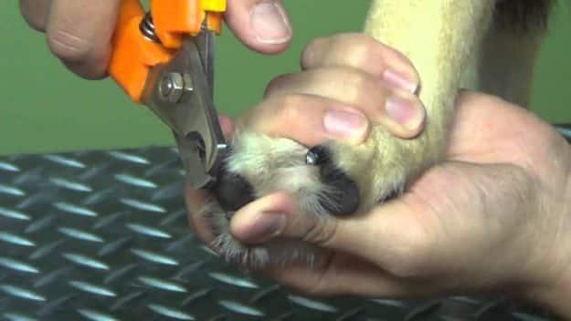 DIY Dog Grooming Tutorials - How to Trim Your Pets Toenails at Home- Cool and Easy Ways to Wash, Groom and Style Your Pets Fur - Trim Toenails, Brush Teeth, Bath, Trim and Clip Dog
