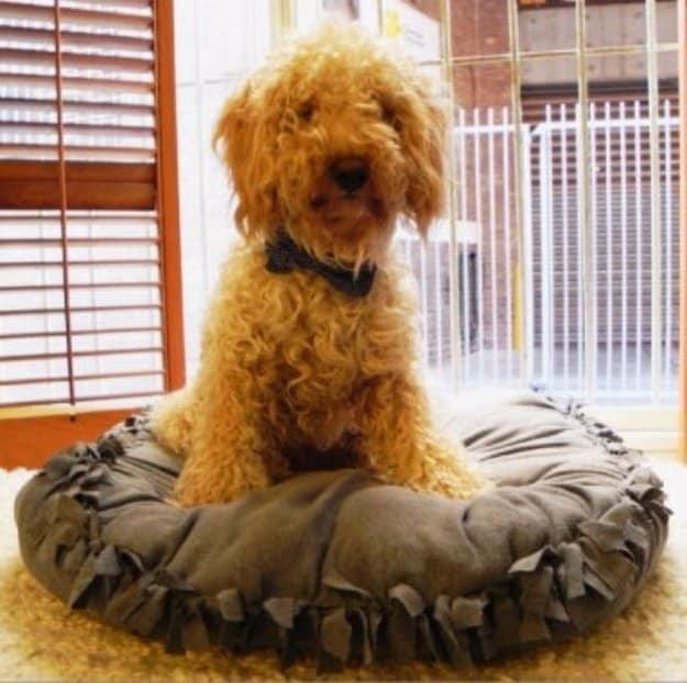 No Sew DIY Dog Bed Pillow, fast enough to squeeze into a lunch break and a project neighbors ask where it came from