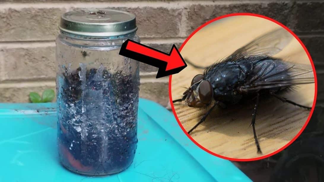 Easy & Super Effective Homemade Fly Trap