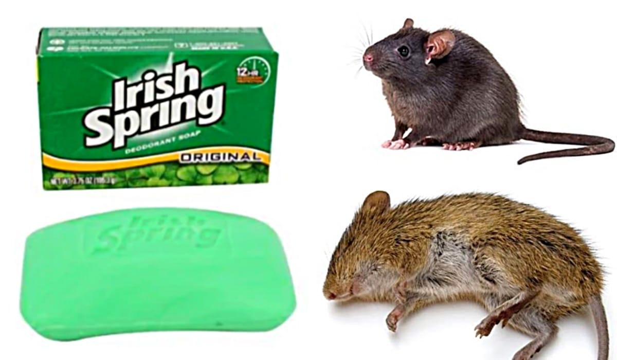 How To Get Rid of Mice and Rats With Irish Spring