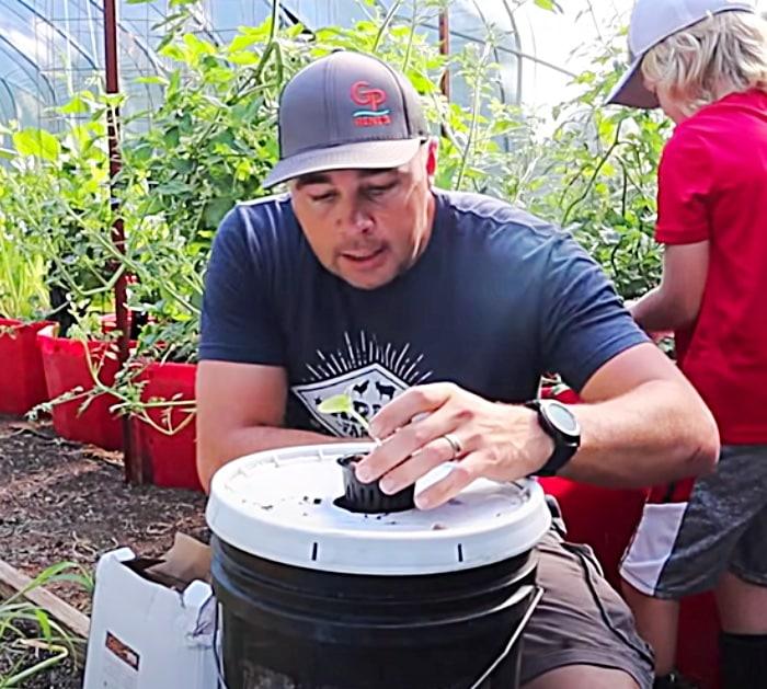 5 gallon bucket hydroponic cucumbers grown in