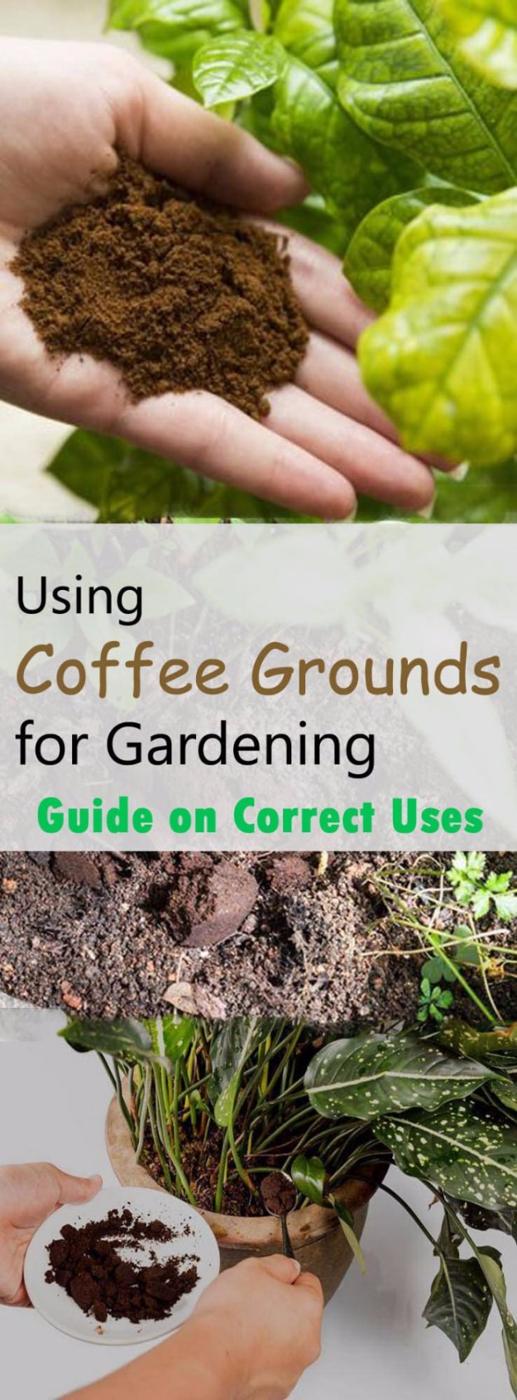 Coffee grounds for gardening, hands holding used coffee grounds over a plant and grounds being tipped into a pot