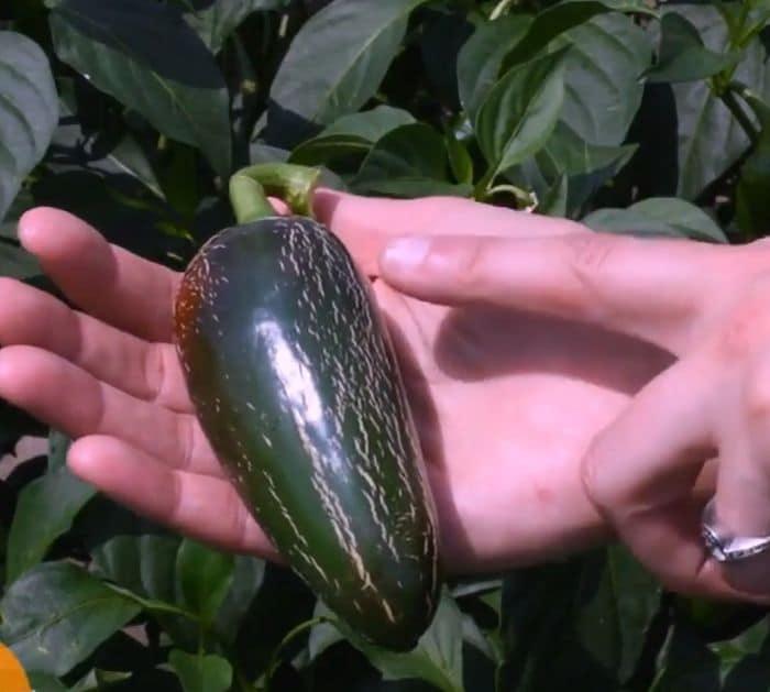 How to tell if a jalapeño is spicy