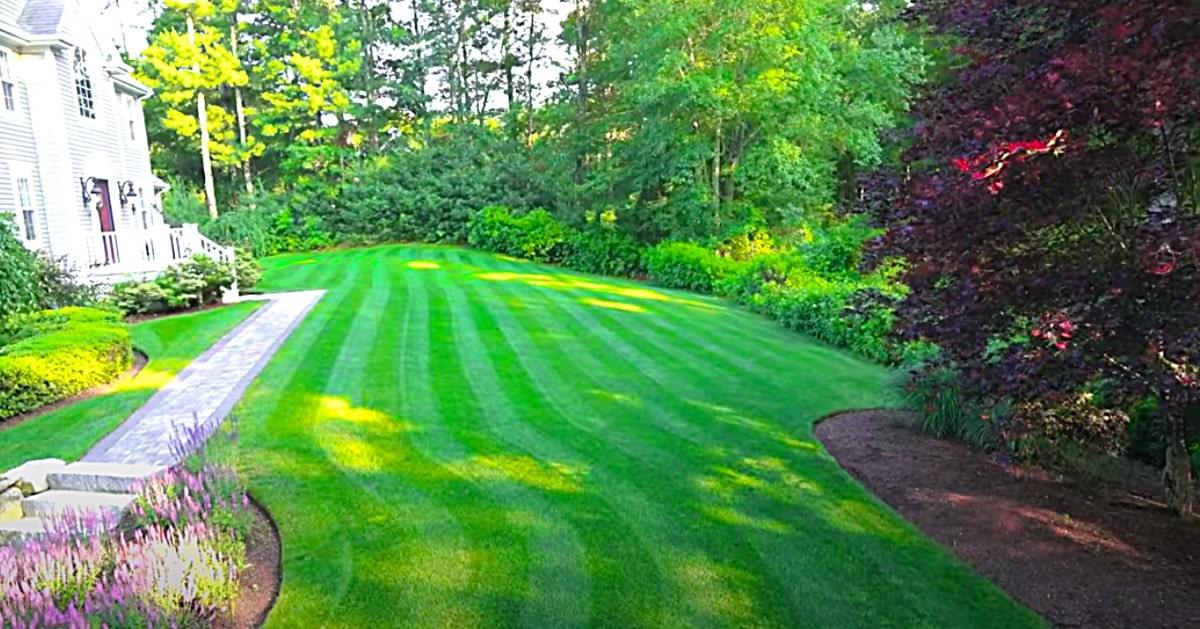 How To Get Rid Of Crabgrass And Clover In The Lawn
