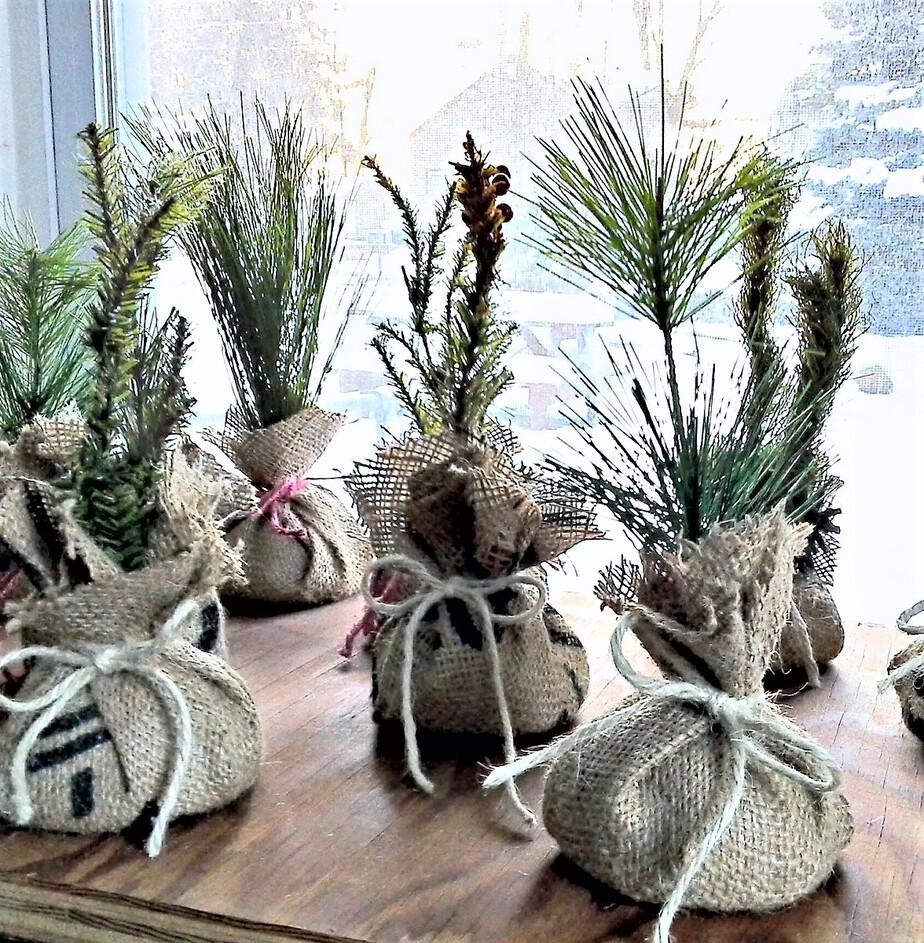Row of small faux pine saplings with bases wrapped in burlap and tied with twine on a wood table by a snowy window