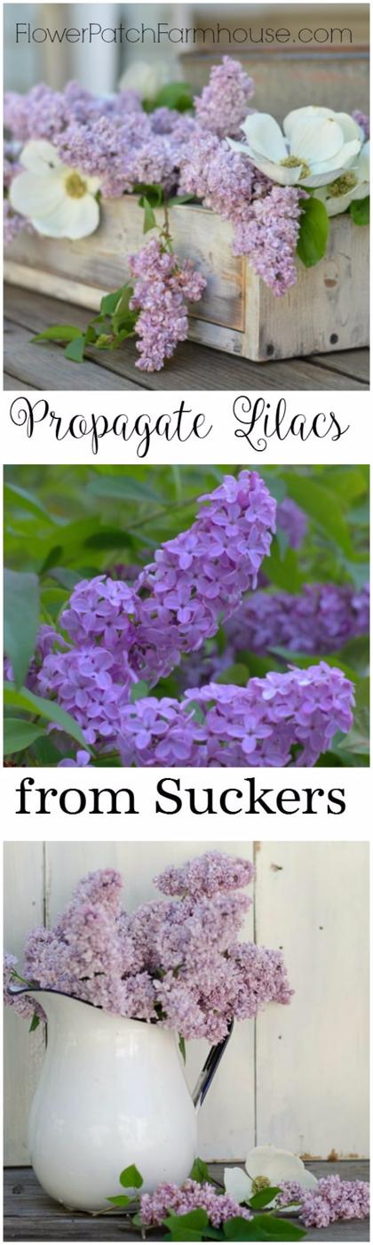 Propagate Lilacs From Suckers, easy to keep up with in just a few minutes a week and soil that stays healthier over time