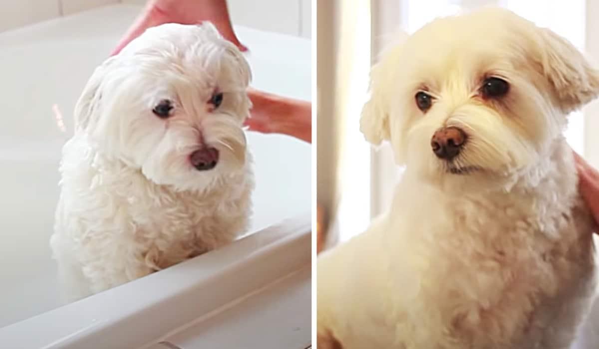 How To Groom A Dog At Home