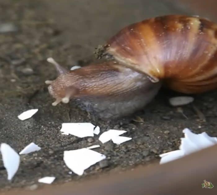 Deter snails and slugs using egg shells