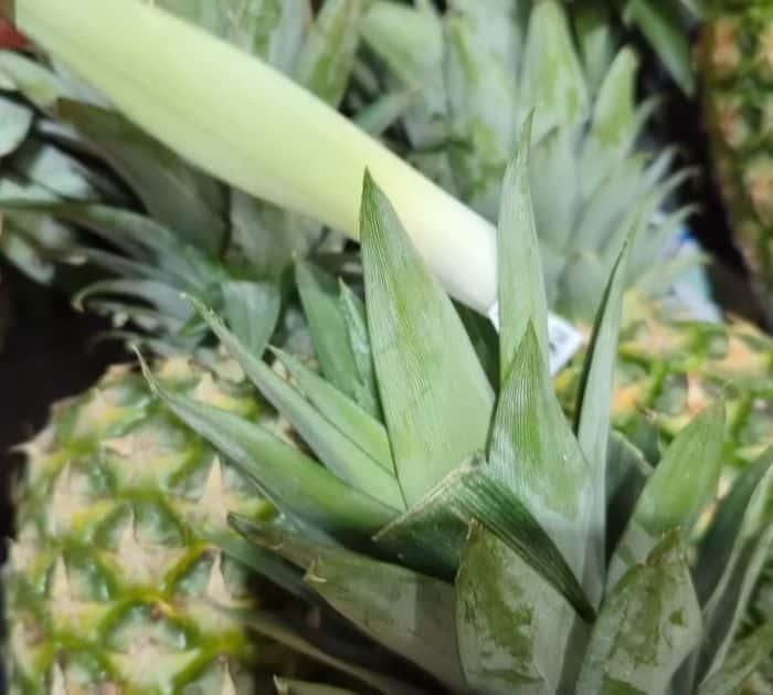 How to Pick the Perfect Pineapple