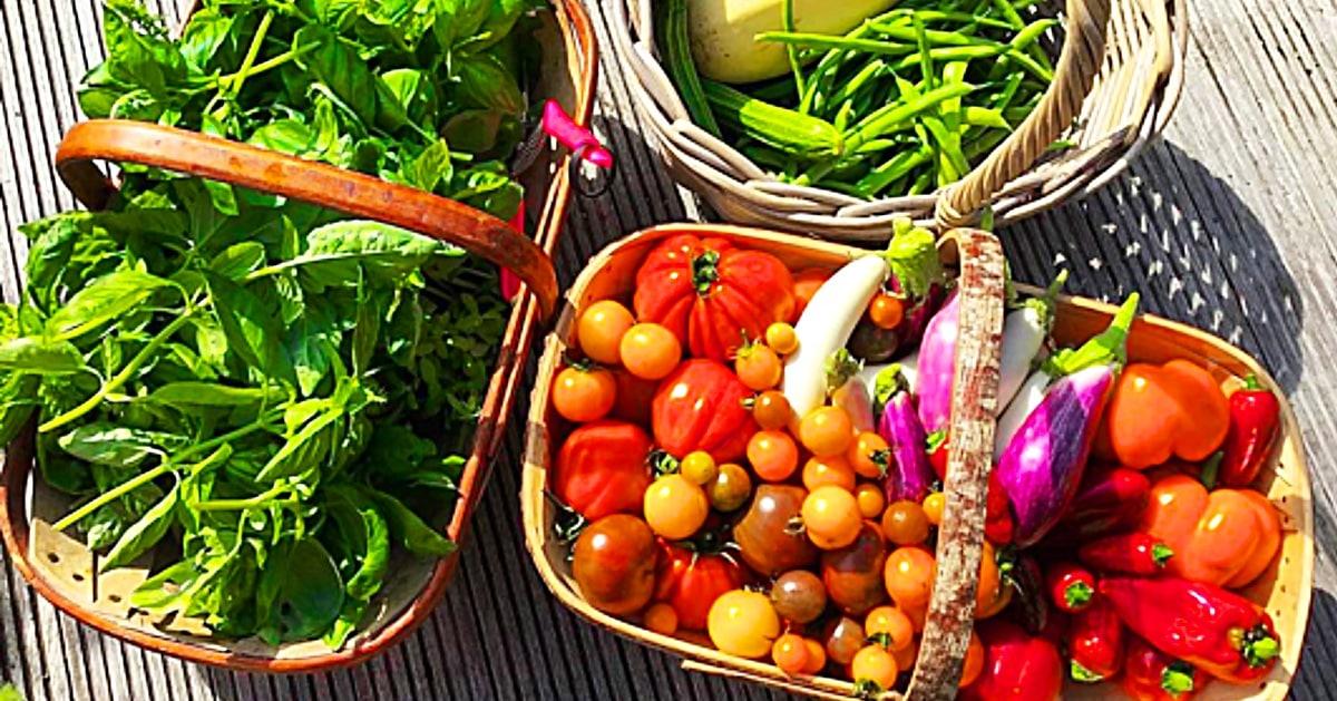 8 Vegetables That Can Grow In A Tiny Apartment All Year