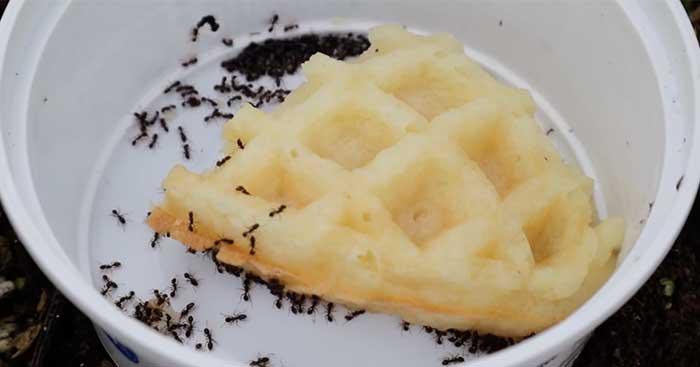 How To Get Rid Of Ants Quickly