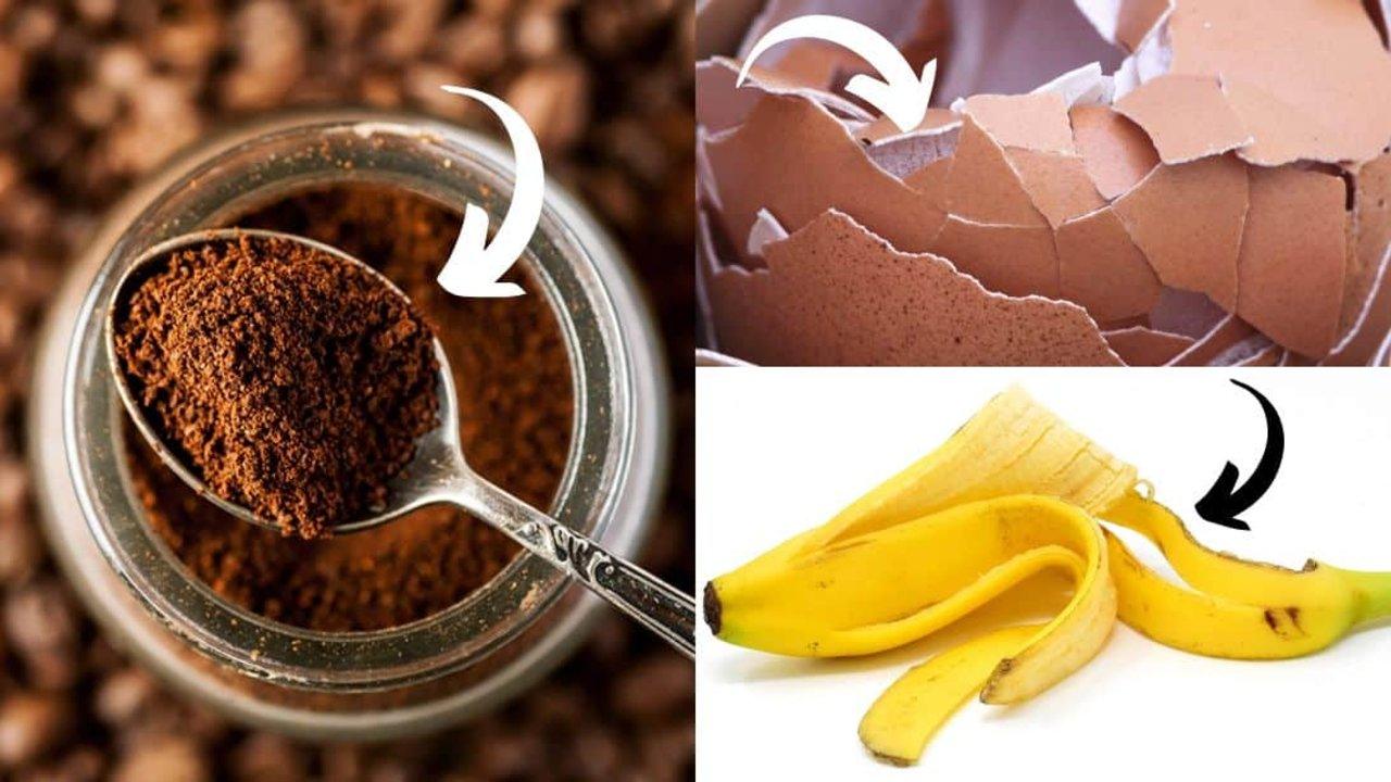 How to Use Eggshells, Banana Peels, and Coffee Grounds in the Garden