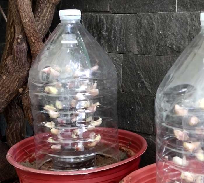Garlic Grow In A Bottle - Gardening Hack