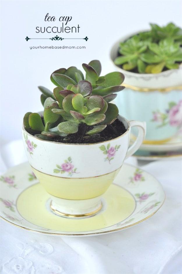 Teacup succulent, a jade plant potted in a yellow floral vintage teacup and saucer with a second cup behind