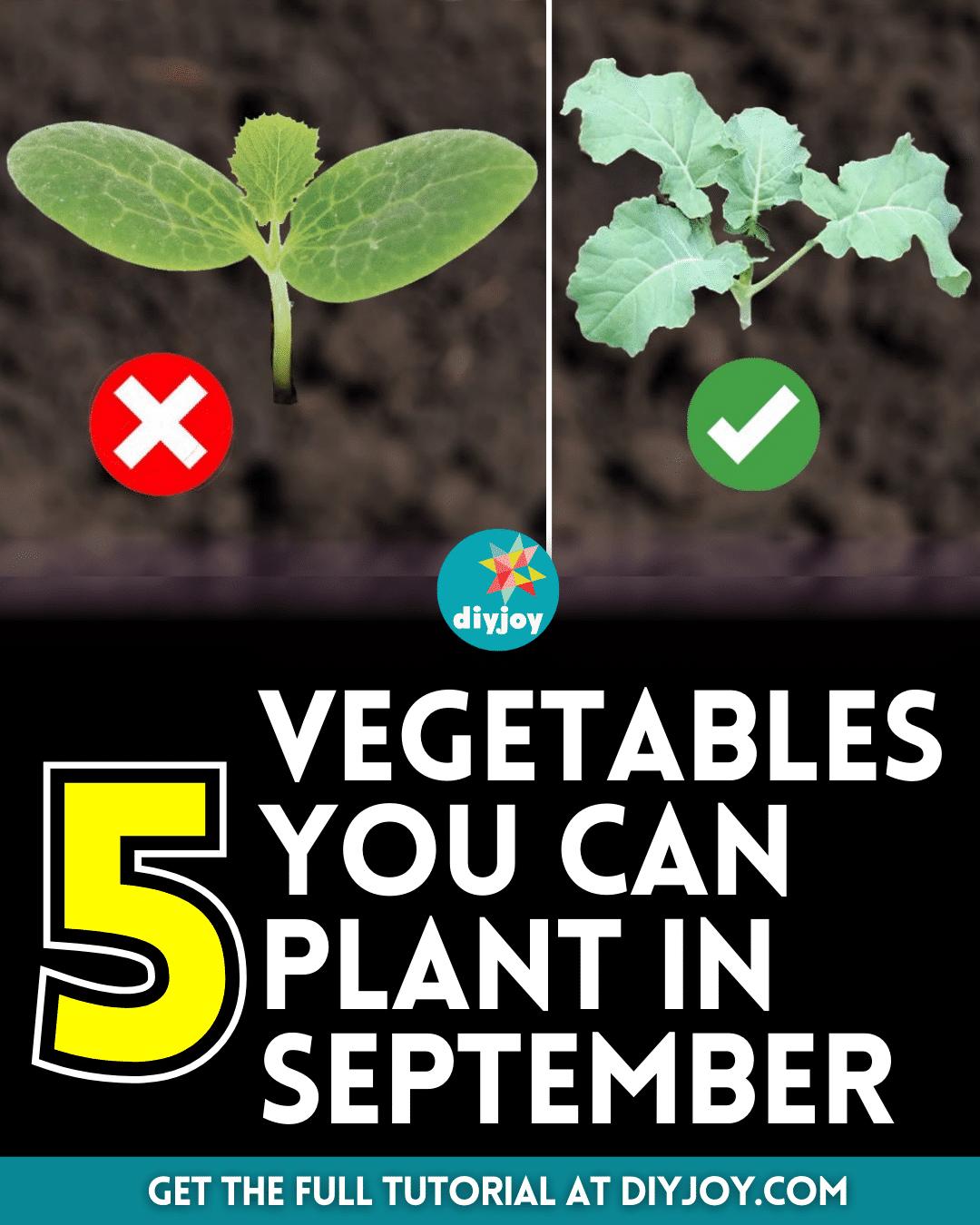 5 Vegetables You Can Plant in September