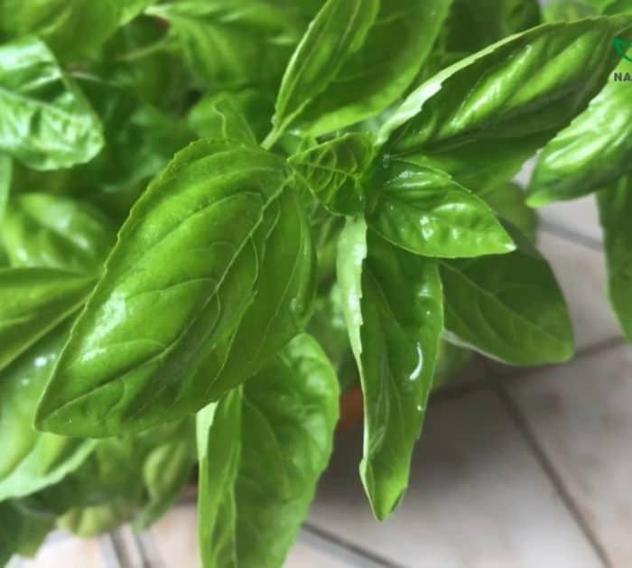 5 Foods You Should Never Store in the Refrigerator Basil