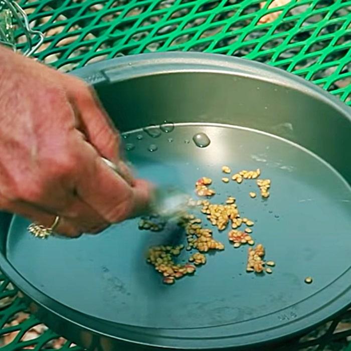 Dry Seeds For A Spring Garden - How To Save Seeds At Home - Easy Food Gardening At Home