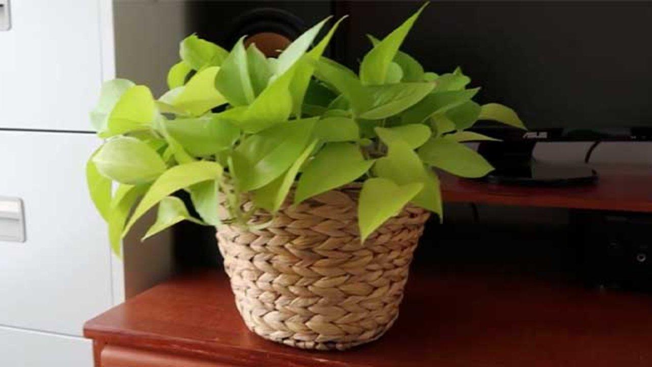 DIY Rope Houseplant Pot