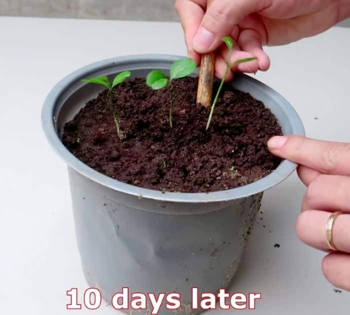 Home Gardening Tips and Tricks