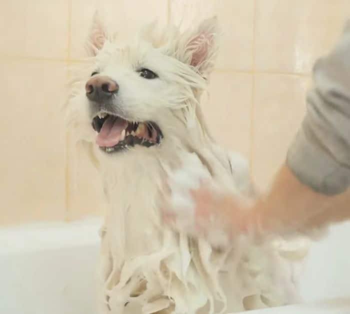 How to Get Rid of Pet Odors