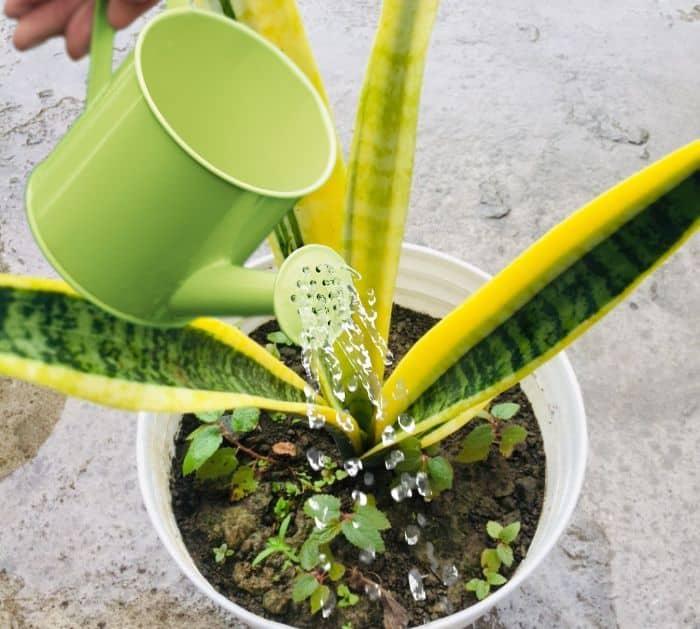Ways to Save Dying Snake Plant Temperature